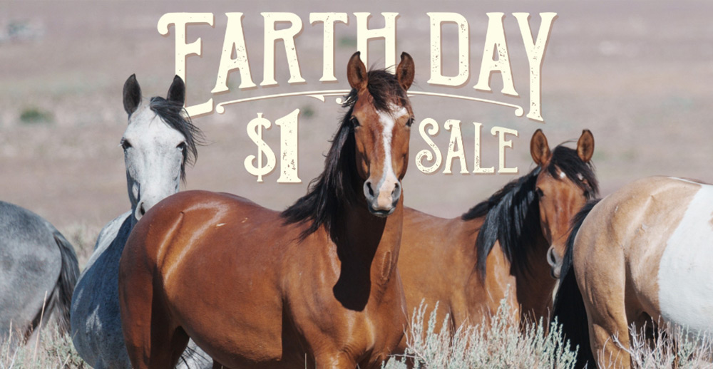 Group of wild horses in field