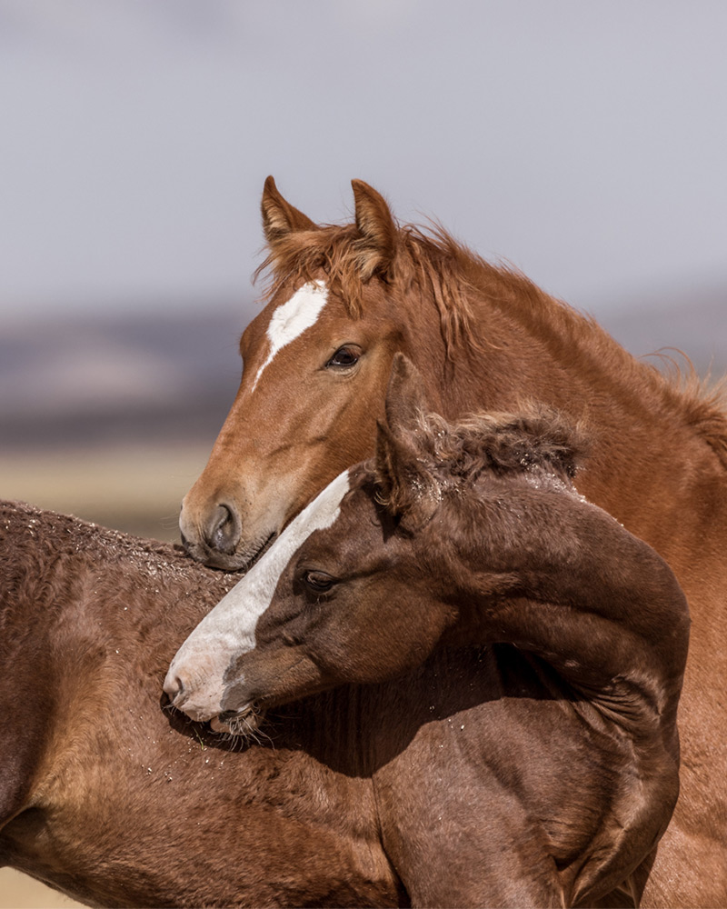 Two horses nuzzling