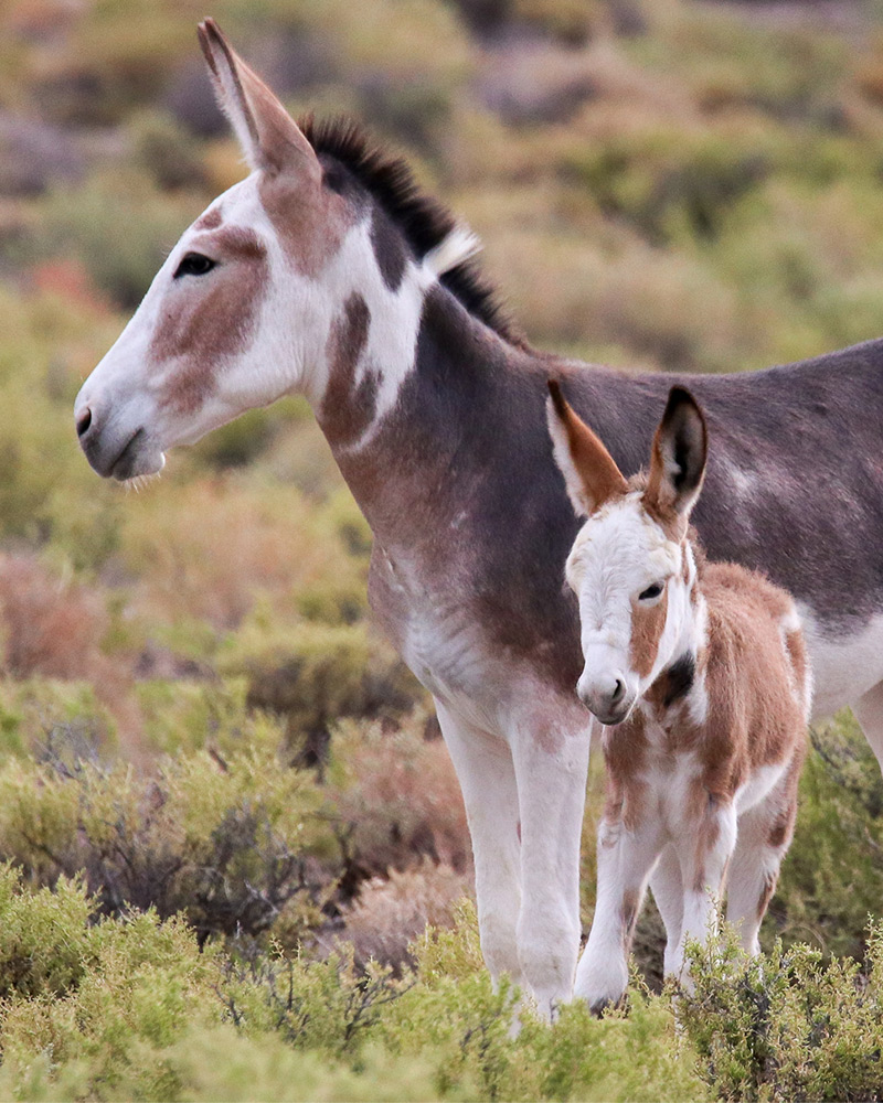 Two burros in field